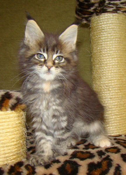     Catsvill County